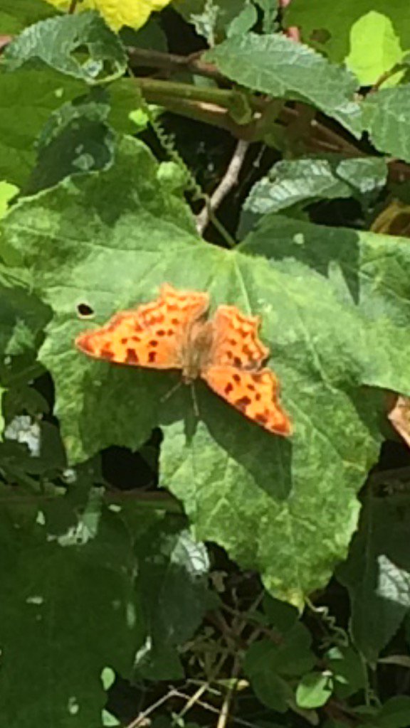 jerseyrd71's tweet photo. A Comma butterfly I think? #springwatch https://t.co/dmmkuUEXjH