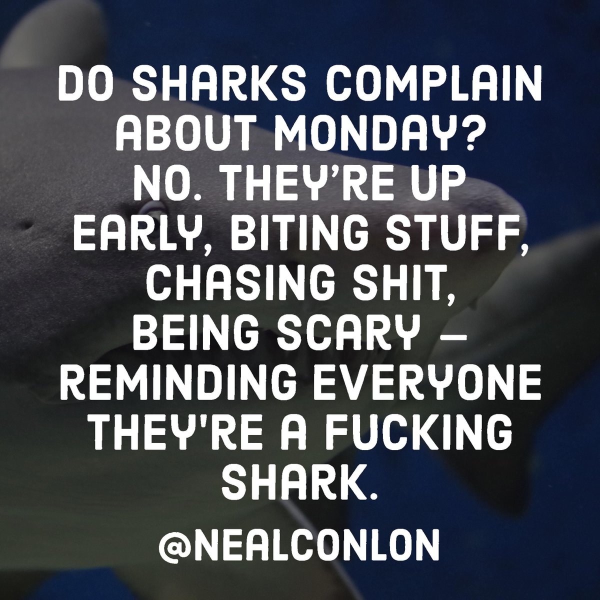 nealconlon's tweet photo. Do sharks complain about Mondays? No.  #hardwork #hustlehard #tactical #execute #sales #motivationalmonday #ACMEGrowthCo #NealConlon #hustle https://t.co/qUmTJoU6xo