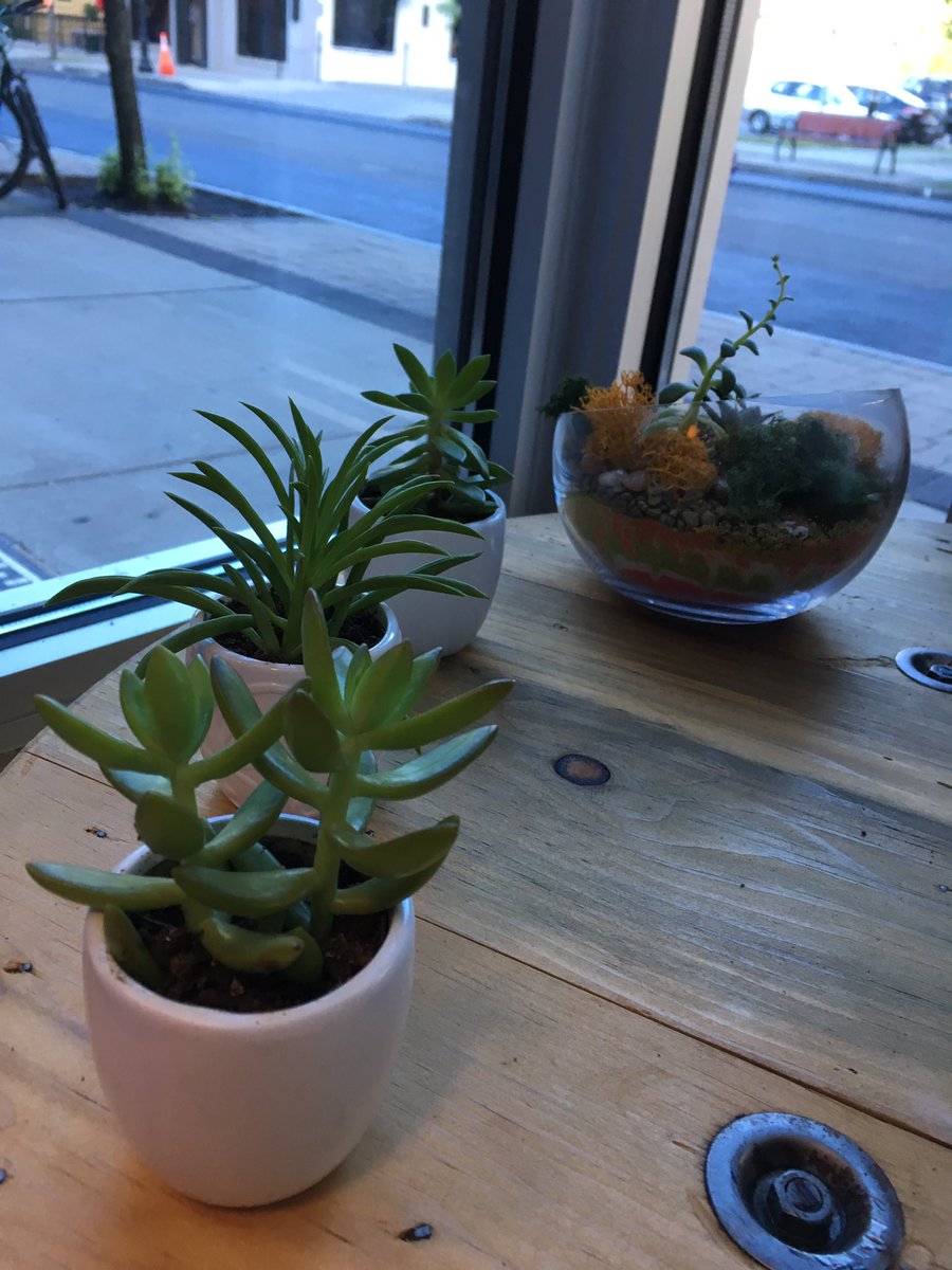 Be like these little plants and rise with the sun ☀️Restorative Yoga begins at 7am ✌🏼#yogaeverydamnday #happymonday #ionyogastudio
