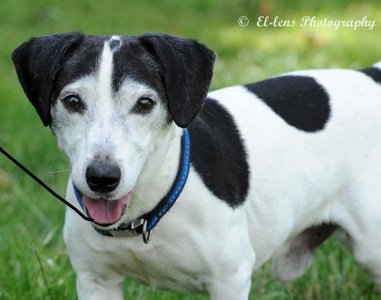 UKRescueDogs's tweet photo. #Essex Ted is a 10 years-young Jack Russell X.
He is a total gentleman, neutered and very friendly, and is ... https://t.co/pw7SZQ4hgx https://t.co/CEp8Foavhm