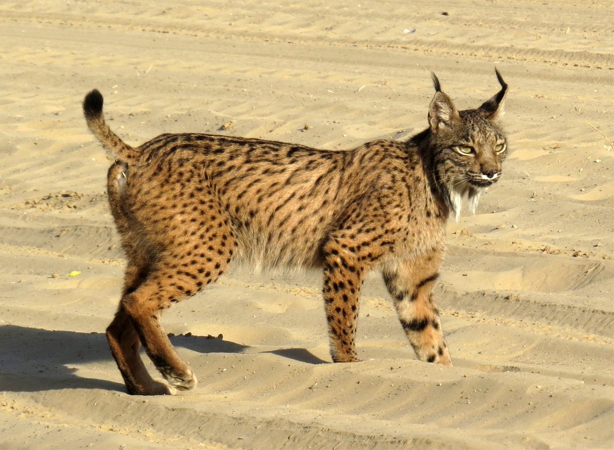 WildDonana's tweet photo. This is from my last sighting ten days ago. I can't stop thinking how many Iberian Lynx and other wild animals died in the fire of #Donana https://t.co/thO9W12F04