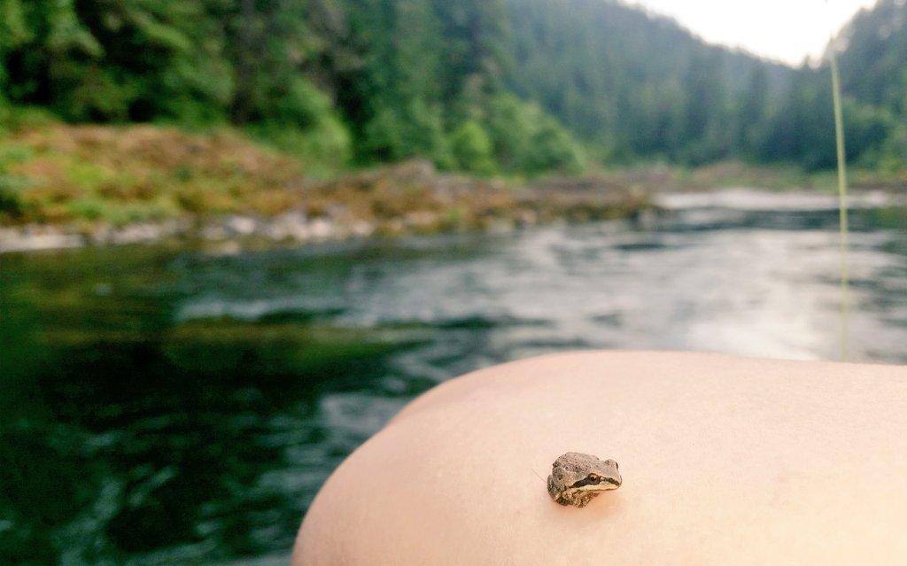 Alexaaarnett's tweet photo. Hey Lil guy!!!🐸 https://t.co/d0hsup1ADt