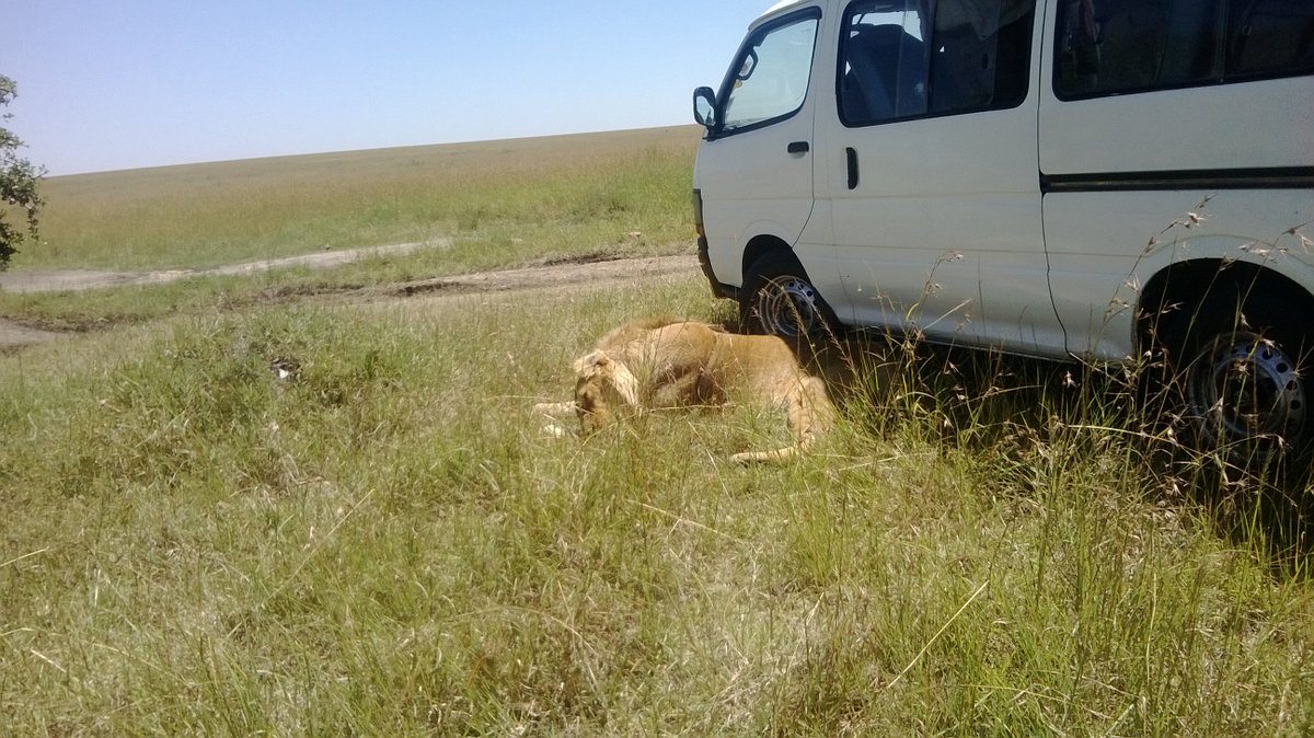 letsgosafari1's tweet photo. East Africa Safari Bookers,a  trailer in field of tour and travel and it is one of the most popular tour operator among travelers to Africa https://t.co/8lKazsumw3