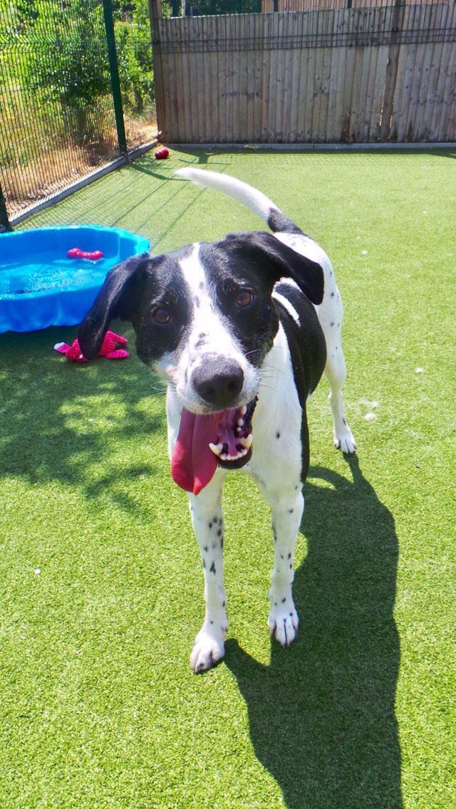DT_Essex's tweet image. Magic Mondays with Monty Pointer ❤️ this boy could brighten up anyone&apos;s day 😊 @DogsTrust #lovemondays #mondaymotivation #pointersoftwitter
