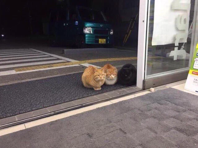 コンビニに可愛い猫のヤンキーが現れたww店内に入ってこないんかいっww