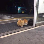 コンビニに可愛い猫のヤンキーが現れたw店内に入ってこないんかいっw