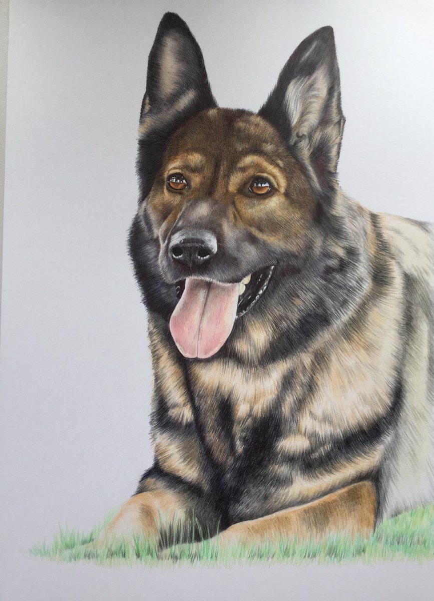 NikiFirmin's tweet photo. Please show your support for our service dogs @K9memorialUk @Davewardell @WMFireDogs @bravodogrescue @redsfund @RetiredWMP_Dog @WMP_Dog https://t.co/NqxOhYr679