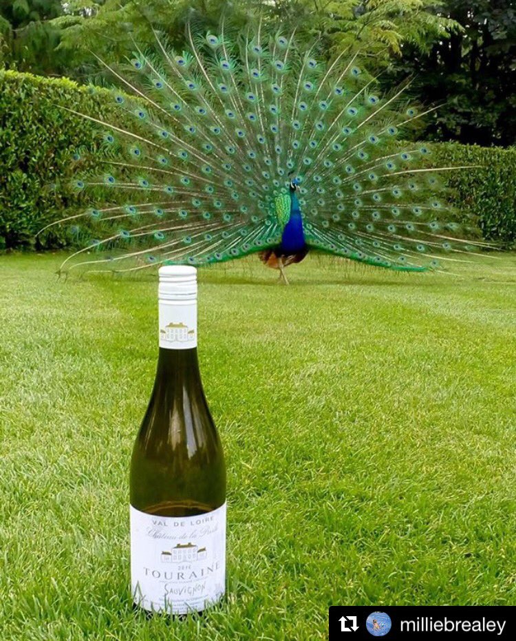 ThormanHunt's tweet photo. Photobomb entry ✨🥂📷
#Repost @milliebrealey
•
Delicious Chateau de la Presle at the Larmer Tree Gardens watching @handlebards #thcompetition https://t.co/dIVEJjNVg5