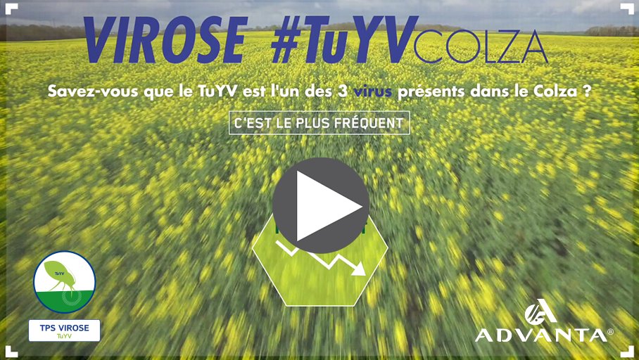 #colza résistant à la virose TuYV, c'est maintenant possible grâce à l'innovation génétique <a href="/advantaFR/">Au coeur d'ADVANTA®</a>. En vidéo 👉 urlz.fr/591b