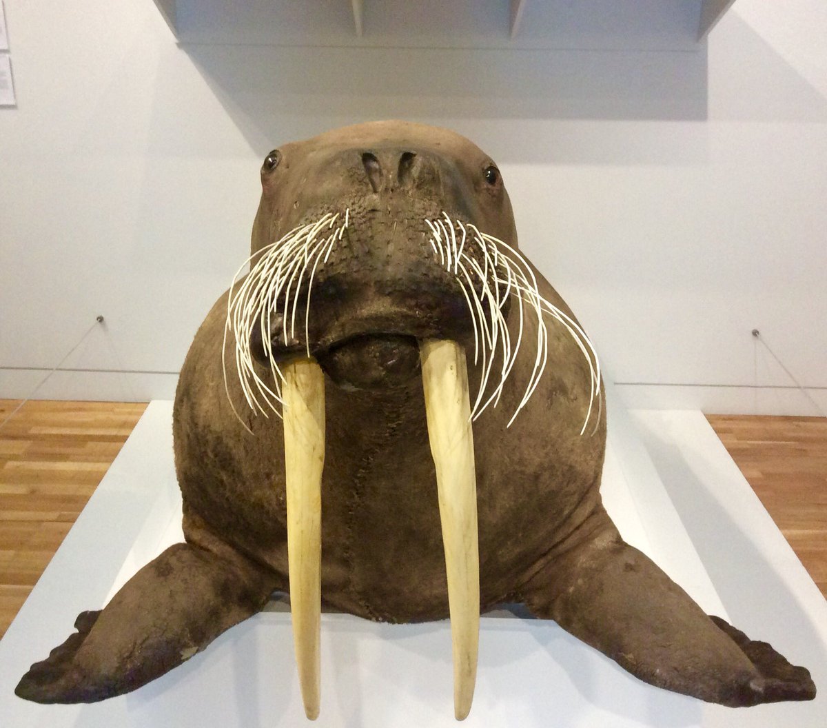 McManusDundee's tweet photo. Meet our walrus from #DundeePreserves! Her species name is Odobenus rosmarus but it's a bit of a mouthful. Can you help us #NameOurWalrus? https://t.co/Nm4HAQwJZ3