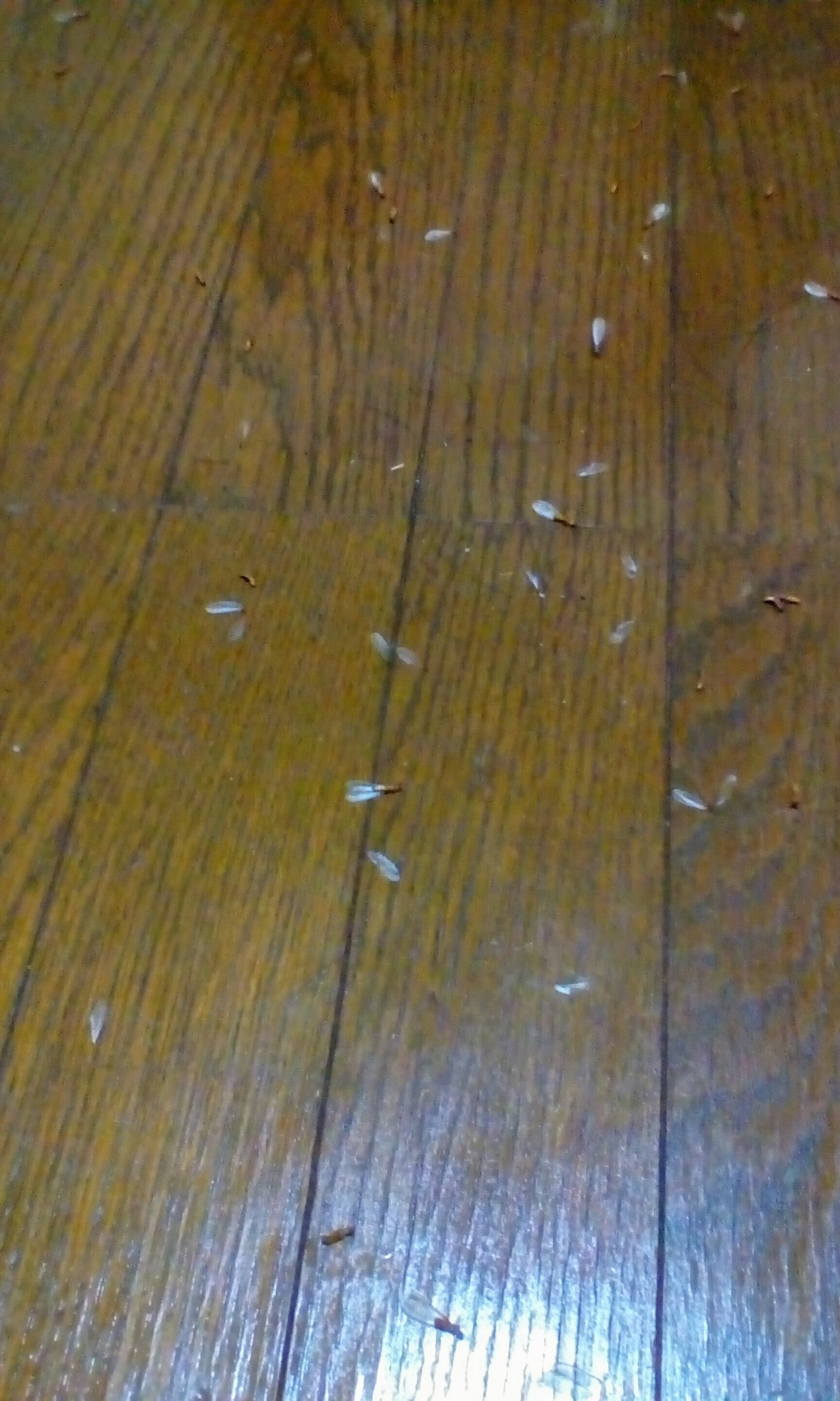 しまうま 小説家になろう 部屋の窓を開けていたら 羽虫が大量に侵入していました 殺虫剤で倒しましたが スプレーの臭いがすごいので避難しています 掃除機で吸わなきゃいけないほど侵入してくるなんて ぐぬぬ T Co Abisar9p64 Twitter