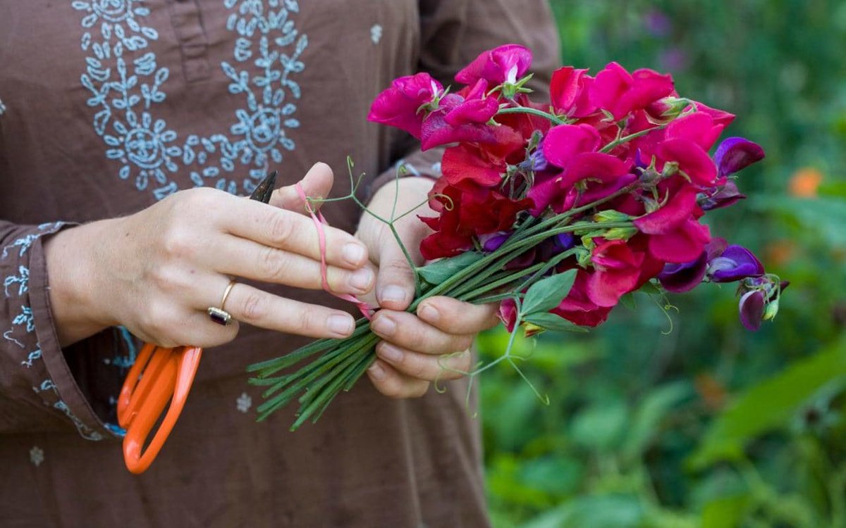 How to sow and grow sweet peas telegraph.co.uk/gardening/how-…