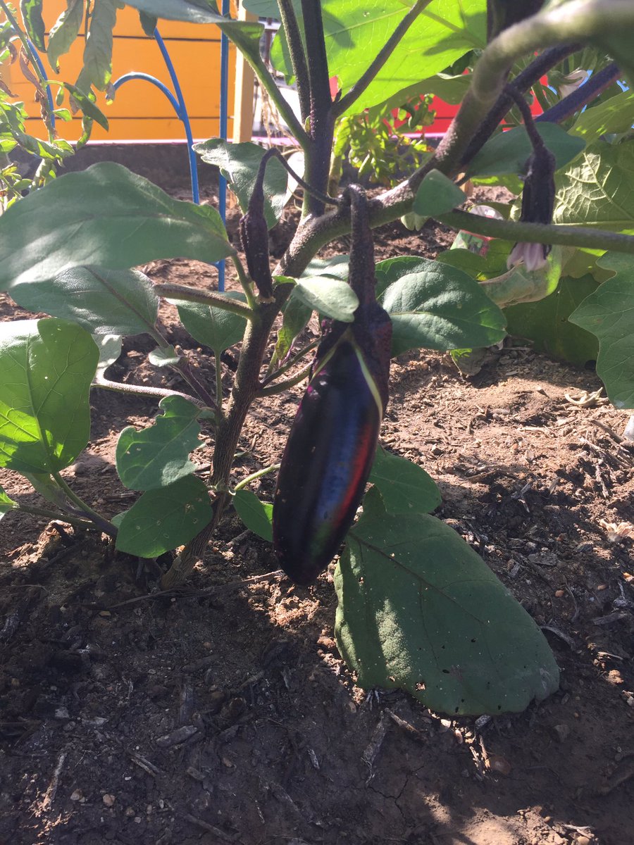 WalzemYA's tweet photo. Our hard work is bearing fruit! Wanna volunteer in our Y Achievers Community Garden? Email andia@ymcasatx.org! https://t.co/eXQzc3yna4