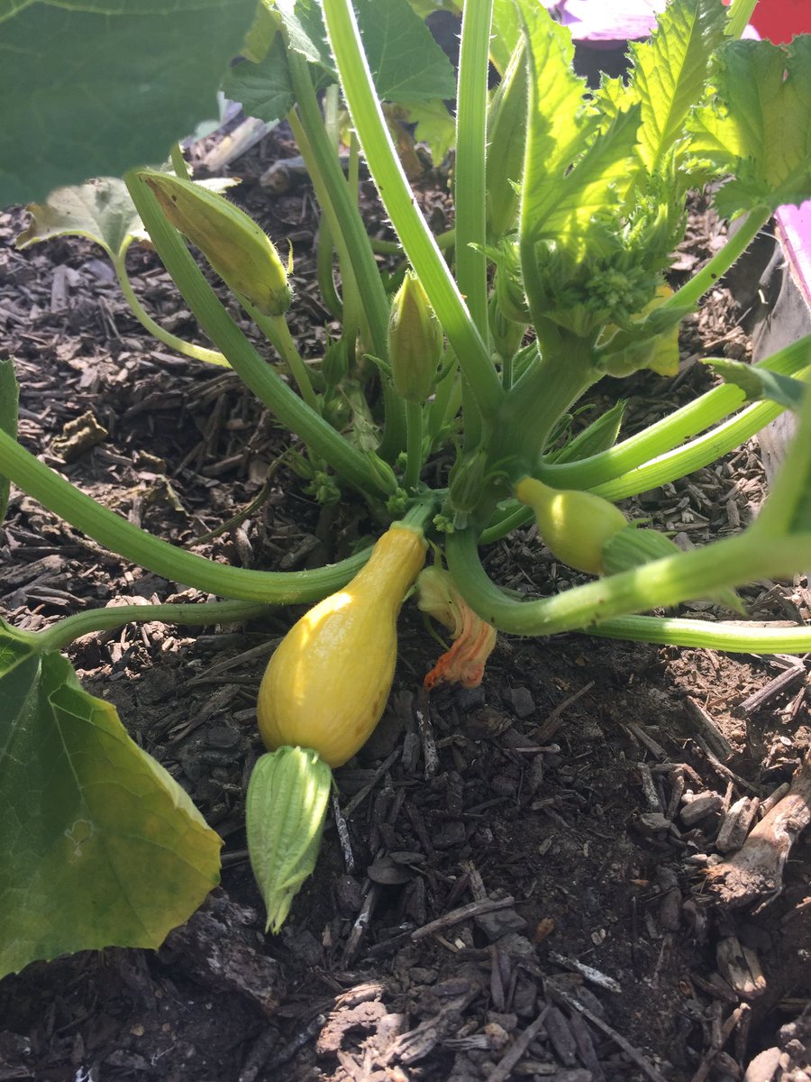WalzemYA's tweet photo. Our hard work is bearing fruit! Wanna volunteer in our Y Achievers Community Garden? Email andia@ymcasatx.org! https://t.co/eXQzc3yna4