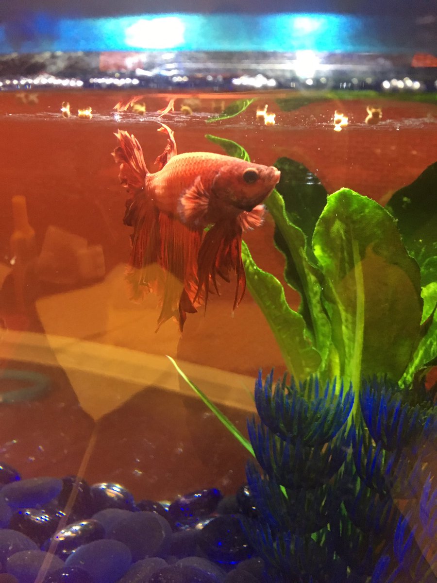 Kath0183's tweet photo. Randal Grifish is very happy his namesake is back in town - and that I fed him this AM. #workfish #workpet #weirdorow https://t.co/TUjt9pl9gG
