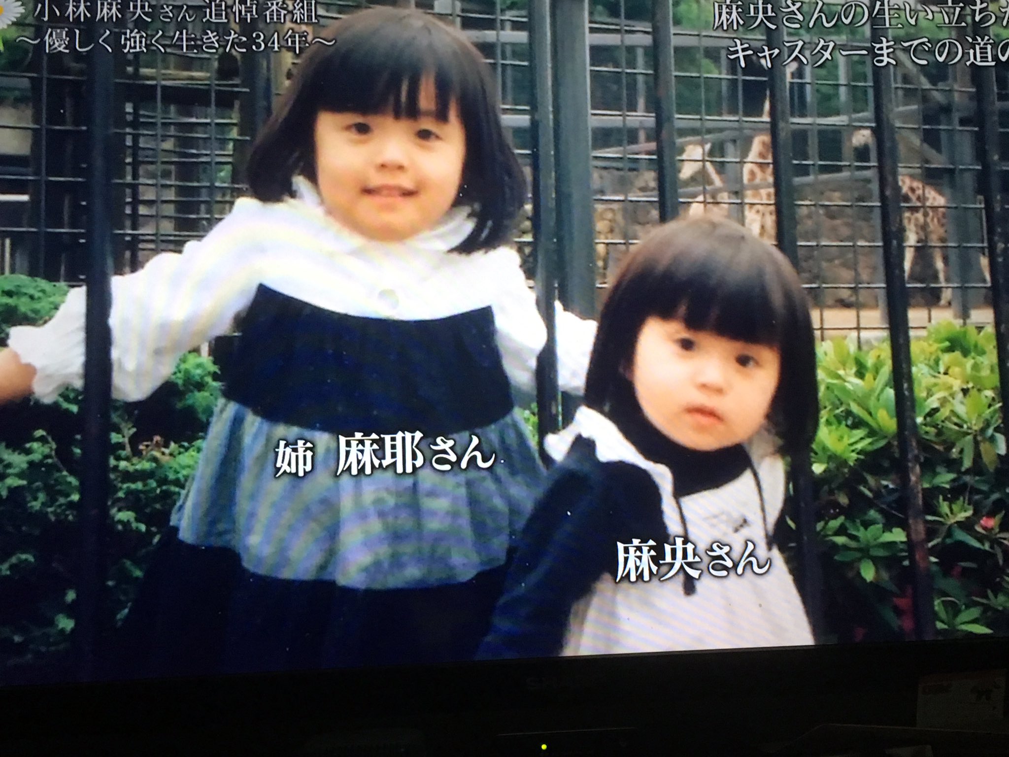 Twitter 上的 翔潤 Mana れいかちゃんと麻耶さんと麻央さんほんとそっくりで可愛い 小林麻央 小林麻央さんありがとう T Co C6eg3q6zgs Twitter
