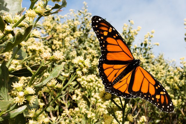 chesbayprogram's tweet photo. The monarch butterfly's bright orange and black wings signal to predators that it's poisonous: https://t.co/6roTKps2Ap #BayCritters https://t.co/f6vLuctB8X