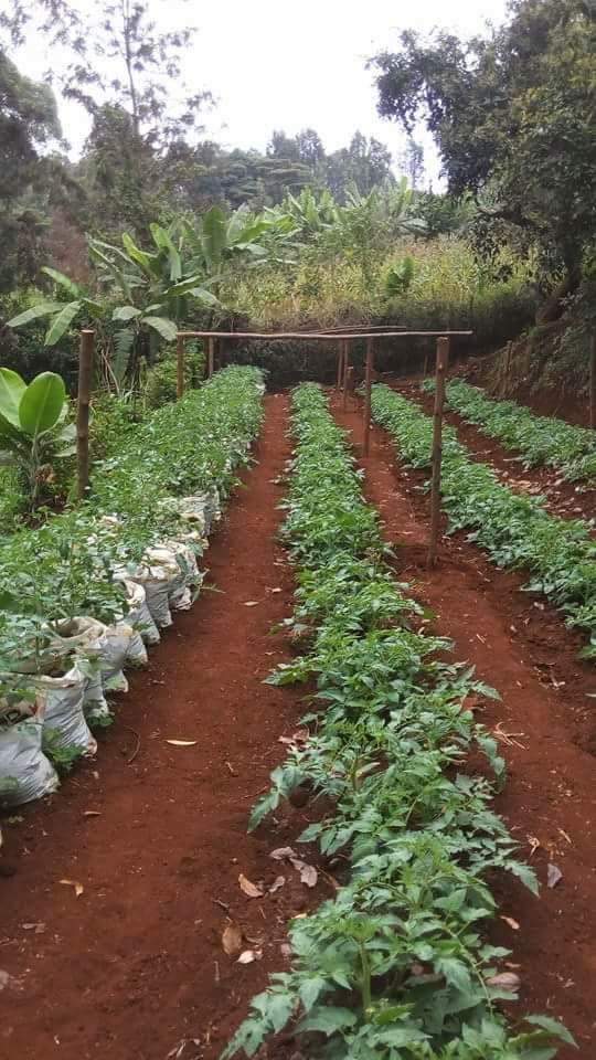 kenyabiztr's tweet photo. We have millions of red worms for sale for making organic  vermicompost for organic farming. Call us on 0713032797 https://t.co/mUYYn4tyRu