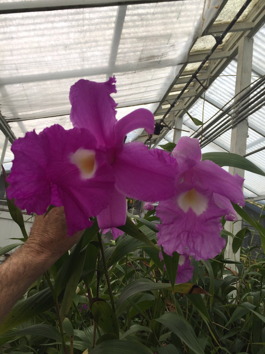 BruceRogers4's tweet photo. Big Sobralia rogersiana and hybrid huge #orchid #flower long lasting Ann tough as well! https://t.co/SOajoHSsyw