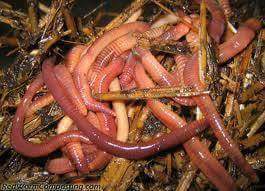 kenyabiztr's tweet photo. We have millions of red worms for sale for making organic  vermicompost for organic farming. Call us on 0713032797 https://t.co/8iEDFlXrDZ
