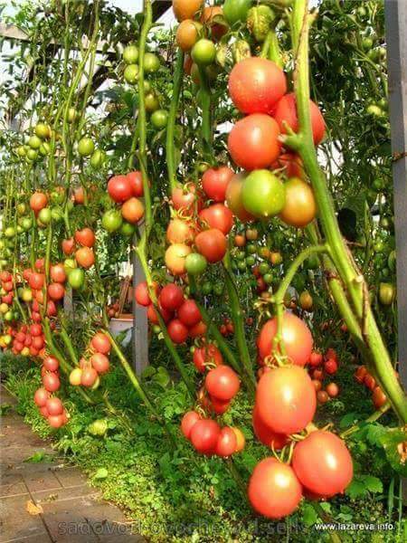 kenyabiztr's tweet photo. We have millions of red worms for sale for making organic  vermicompost for organic farming. Call us on 0713032797 https://t.co/hIEgRNFYSW