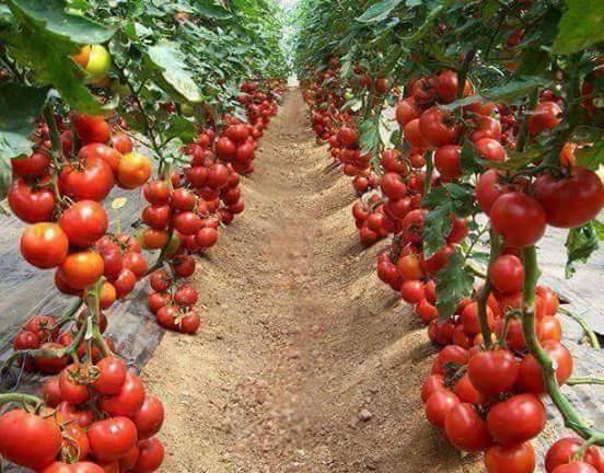 kenyabiztr's tweet photo. We have millions of red worms for sale for making organic  vermicompost for organic farming. Call us on 0713032797 https://t.co/hIEgRNFYSW