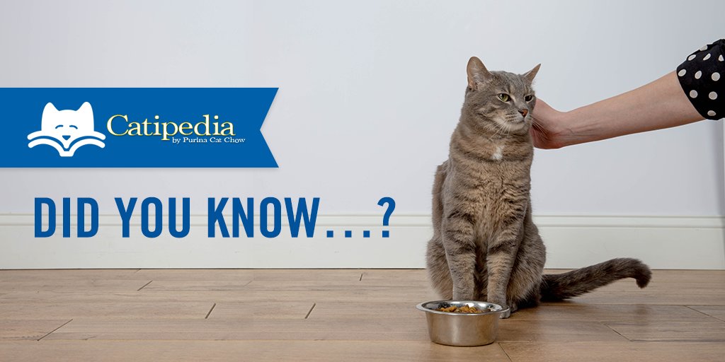 PurinaCatChow's tweet photo. How much you feed your cat is determined by a few factors, like age, weight and the nutritional content of her food. https://t.co/6RBtfSs6N7 https://t.co/bM3TrEvStb