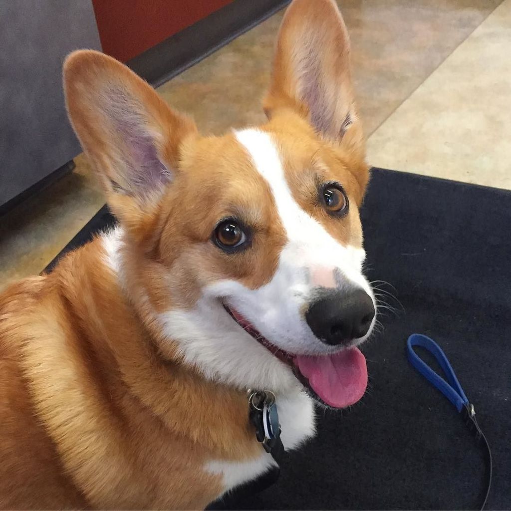 wafflescorgi's tweet photo. When you're psyched about life, even when it's Monday and you're at the vet.
#corgi #corgisofinstagram #corginatio… https://t.co/V6QxbAVoTX https://t.co/qW3wwMUEMp