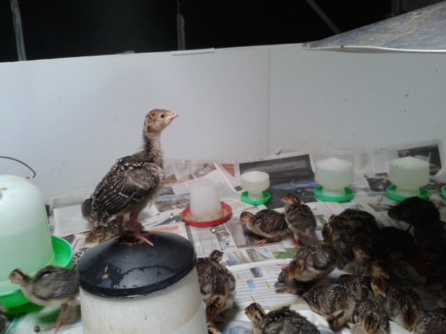 Loving my turkeys. So inquisitive and interested in everything...! 
#turkeys
@chefverden
