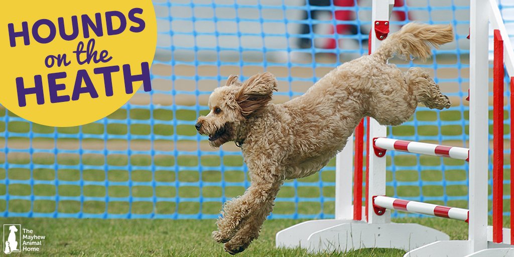themayhew's tweet photo. Yippeee only 2 weeks to go till our fun dog show, #HoundsOnTheHeath &amp; we can't wait to see you all: https://t.co/iIFCcVDJ1p 🐶 #dogs https://t.co/sMIqMZCq89
