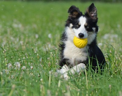 ismypetsafe's tweet photo. Tea tree oil is a natural product marketed to pet parents for killing fleas.  Is it safe and effective? IMPS checks https://t.co/LEOzfFw5LN https://t.co/kXIrGK3ZD7