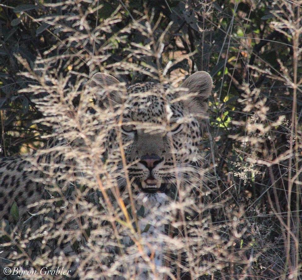 shepherdstreegl's tweet photo. We often wonder how many #leopards we have driven past without realizing it's there. #shepherdstree #pilanesberg https://t.co/L9Nznk9pJk