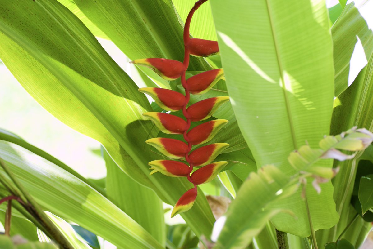 ヒロ福地 ヘリコニア ロストラータ 17 今回の旅でまた新しい写真を撮影してきました 自生するヘリコニアに何度か遭遇 赤と黄色のカニのハサミは花ではなく 苞 ほう と呼ばれる部分 下垂はロストラータの特徴 ヘリコニア Hawaii 外来種
