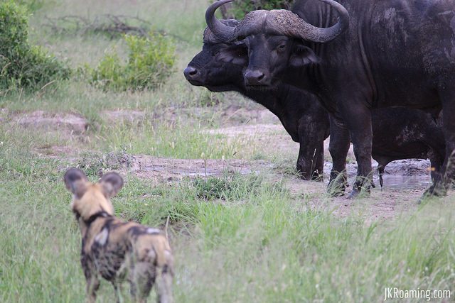 j_ro_draw's tweet photo. Standoff in the Sabi Sands. #SouthAfrica
#Safari #ShotonCanon #Canon #SabiSands #KrugerNationalPark #Buffalo #AfricanWildDog #JKRoaming https://t.co/S5PDlvI0LJ