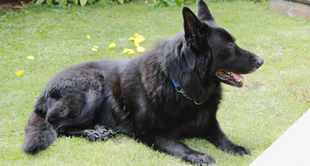 черная овчарка сириус блэк. порода собаки сириус. сириус блэк черный пес. вудьфстар сириус пес. Sirius black dog.