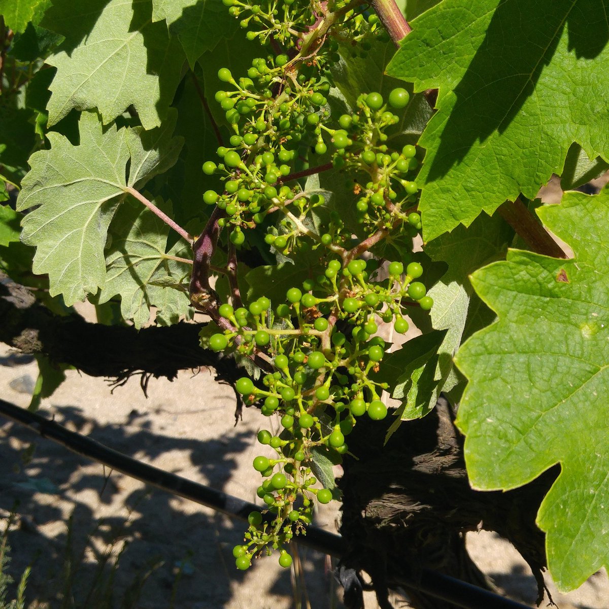 HatBarcelona's tweet photo. Baby grapes on the #vine! #winetour #winetourism #babygrapes #barcelona #winery #spain #grape #winelover #winetasting #wine https://t.co/bGA1rLUU0S