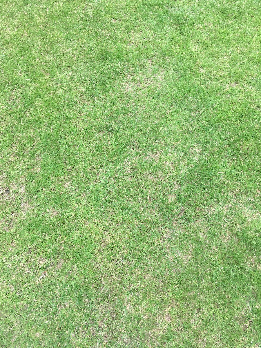 nclsummerschool's tweet photo. Look at all this grass. Any group that sends us a *safe* six person human pyramid gets 5 likes! #USG2017 #CampusHunt https://t.co/u8JQxh33U0