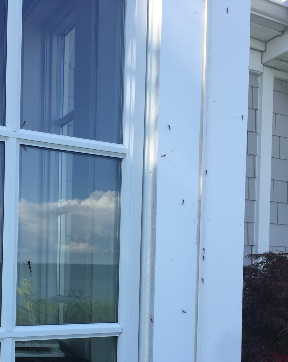 BethHMcLeod's tweet photo. It's a turf war! 🎉 Less Fish Flies last night but more Midges! #Bugcount https://t.co/aVWe4NfXrw