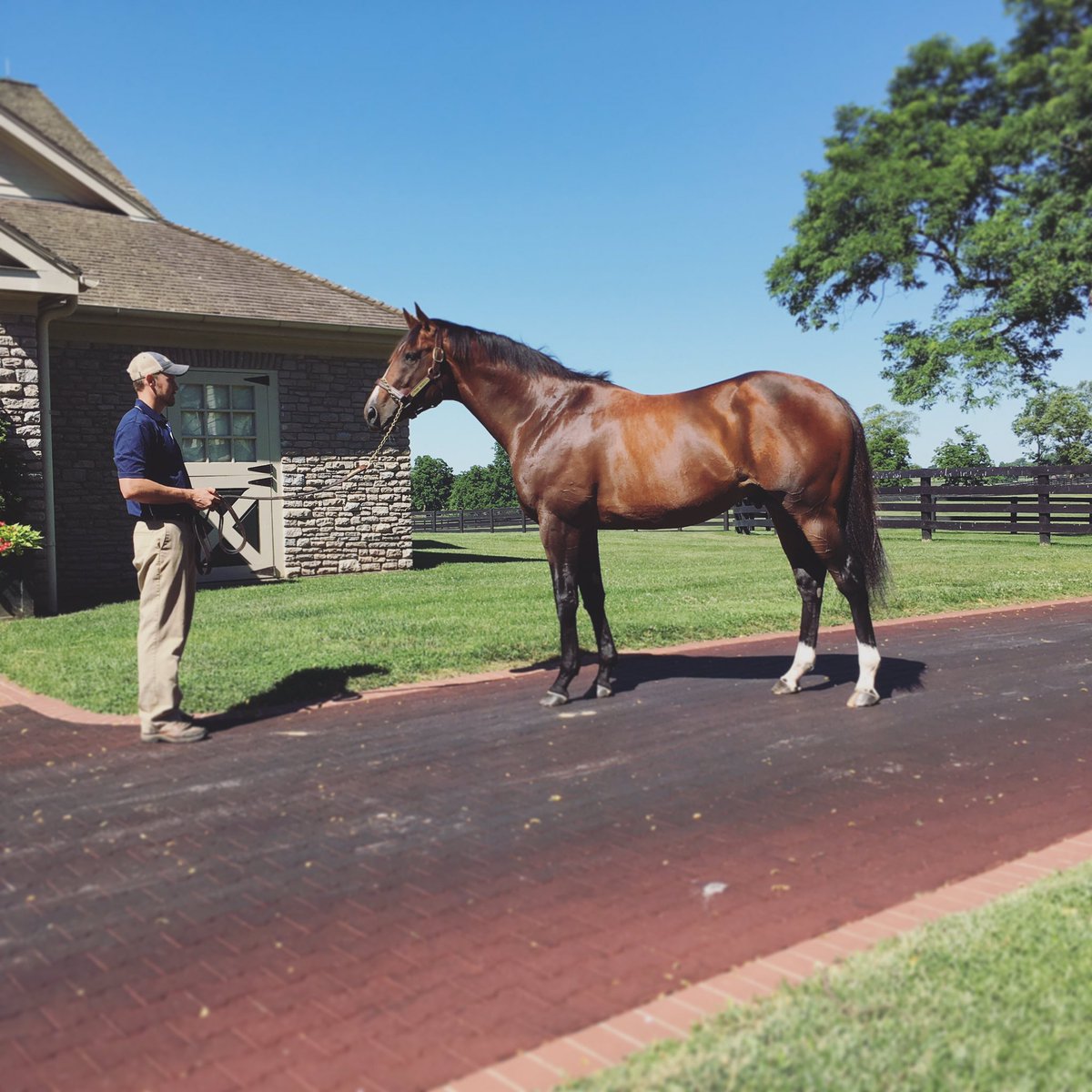 Strike a pose! #strongmandate #G1winner #goodlooking #threechimneysstallion