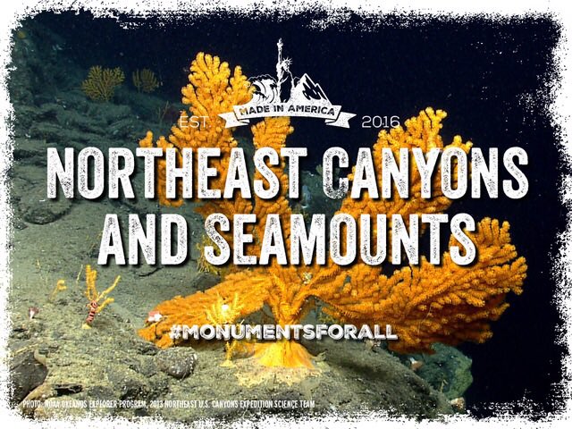W2Oorg's tweet photo. Find your #MondayMotivaton, #OceanOptimism and help us #SaveOceanTreasures: https://t.co/53fVkEsl1y #oceandefenders #monumentalmonday https://t.co/5OpH1H45hb