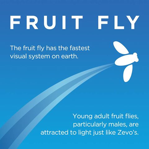 Learn more about fruit flies, and even better - how to outsmart them 😎🚫✈️🐛 goo.gl/GygHuY