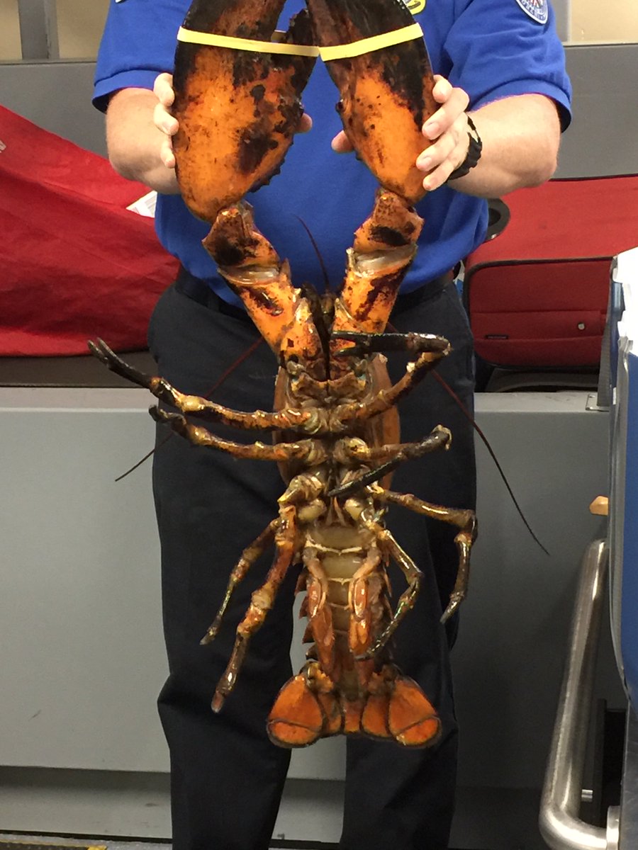 teddyhomernews's tweet photo. 20-pound lobster in checked luggage yesterday @BostonLogan . Lobster was alive and well as it underwent screening, says @TSAmedia_MikeM https://t.co/hX1gWOTn5N