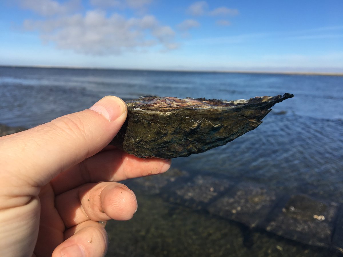bajashellfish's tweet photo. This #KumiaiOyster is about to be devoured, but before we crack it open we thought we would share this pretty picture. #Oysters #Aquaculture https://t.co/LcrQDPYt1y