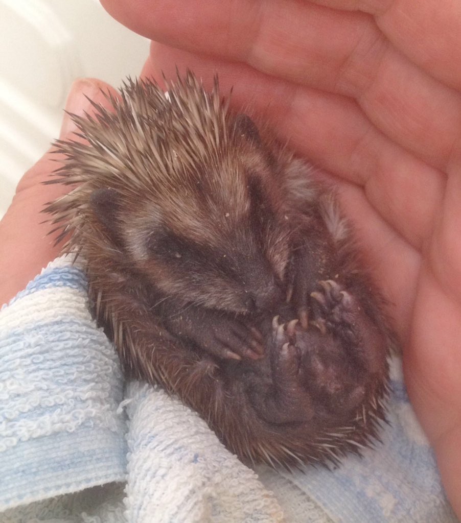 SpikesSanctuary's tweet photo. Perfect but tiny #baby#hedgehog just arrived with 3 others, 2 hourly feeds 24 hours a day, here we go again https://t.co/B2FNKKNLsn
