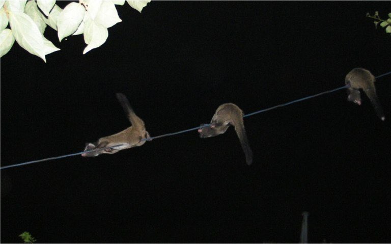 永井 朋弥 こないだ夜 電線の上を動物がスタスタ歩いてて 猫が電線の上を歩いてる すげー って大興奮したんだけど数日たってあれは本当に猫だったんだろうか と気になってきて調べたら ハクビシン 以外の何者でもなかったという報告