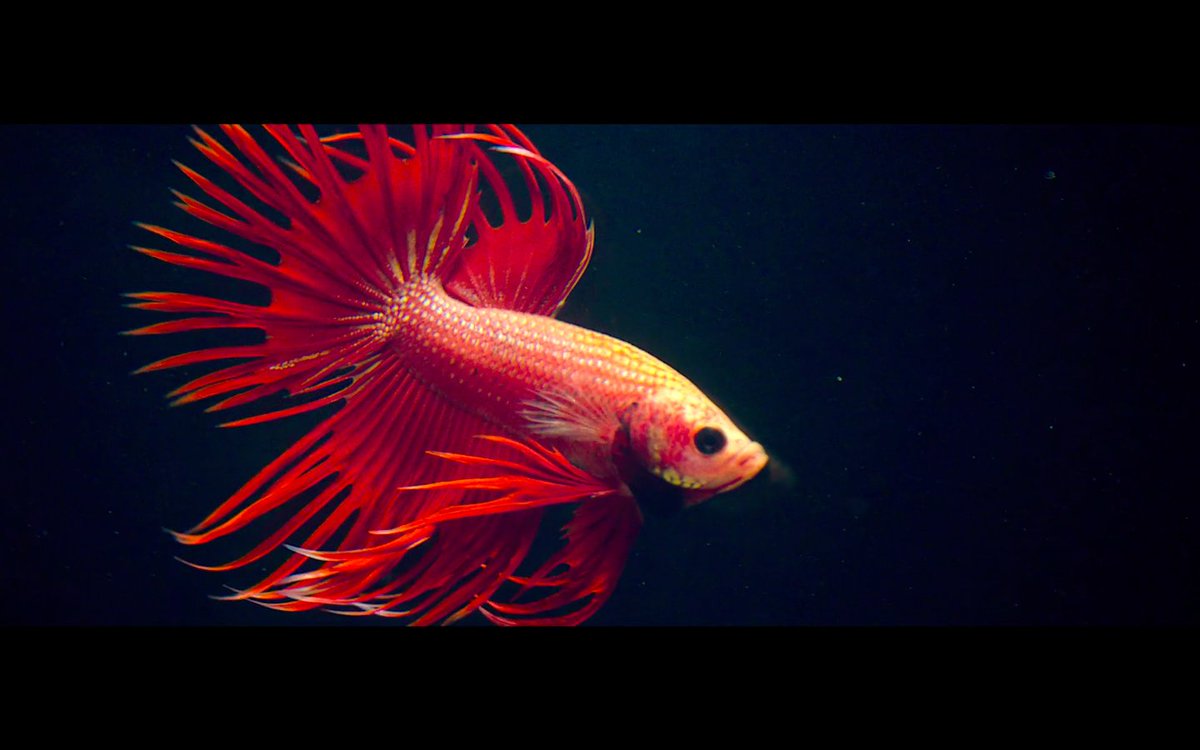 lauragreatguns's tweet image. #CalumMacdiarmid’s #SirenSong takes you to a place where #lust, #abuse and #twistedobsession offer little hope. 

lbbonline.com/news/calum-mac…