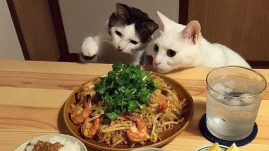 2stupidcats's tweet photo. Food in trouble.

#cute #adorable #kitty #cats #pets https://t.co/Jm0qu2AtGZ