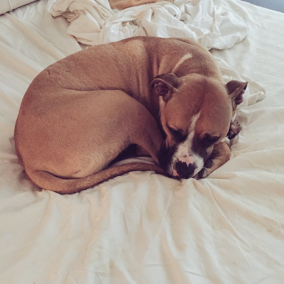 DallasTheDoggie's tweet photo. Not really sure why mom bought me a bed. I like hers just fine. https://t.co/37Ql7hbd86