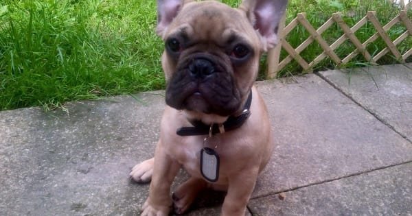 _PetVote's tweet photo. Hugo is in the running to win in June's Cutest pet Competition! Vote for them and others at https://t.co/ITUykHK8Ln https://t.co/rp0aNwbP3t