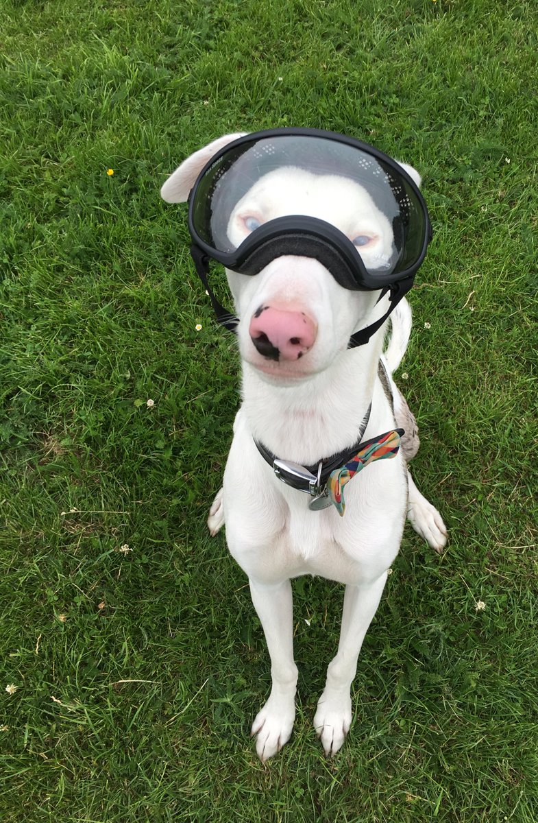 FinleyFishcake's tweet image. Isn't it typical that as soon as you put suncream and @rexspecsk9 on, the sun disappear?